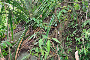You will see a lot of lush vegetation on your jungle trekking
