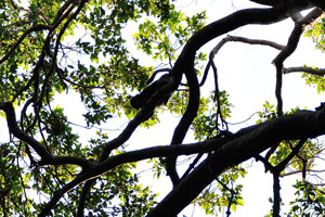 Dusky leaf monkey “Trachypithecus obscurus”