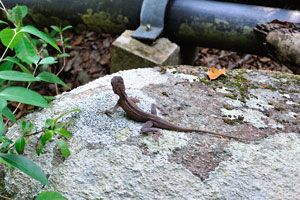 This small lizard has the crazy speed when moving