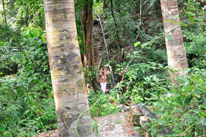 This is a pretty clear track leading downhill into the jungle alongside a water pipe