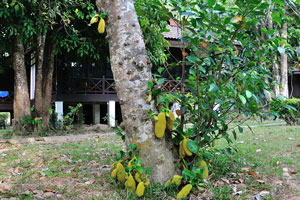 Jackfruit “Artocarpus heterophyllus” with small fruits
