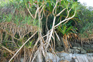 Aerial roots of the common screwpine “Pandanus utilis”