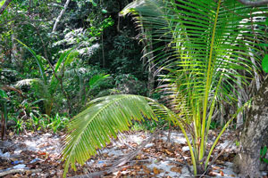 Cycas revoluta grows around the beach in great quantity