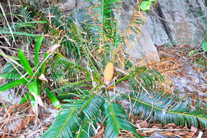 Cycas revoluta “Sago palm” in the natural habitat