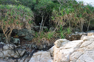 Turtle beach is full of the huge rocks and exotic plants
