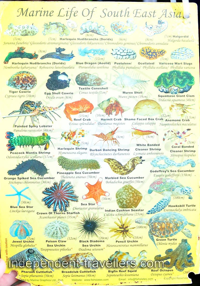 Marine life of Southeast Asia: Harlequin Nudibranchs, Tiger cowrie, Murex shell and Peacock mantis shrimp