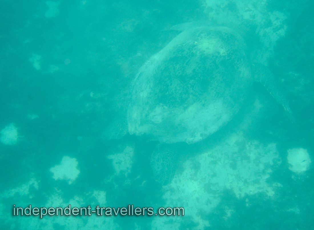 Hawksbill sea turtle &ldquo;Eretmochelys imbricata&rdquo; is a critically endangered sea turtle
