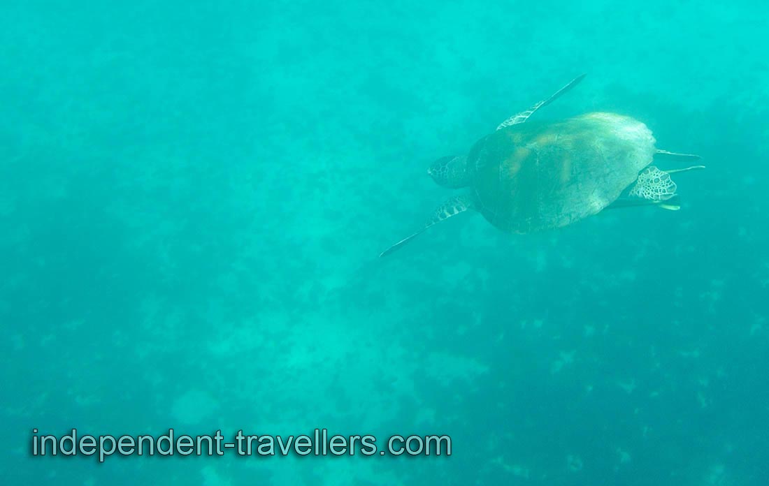 Green sea turtle &ldquo;Chelonia mydas&rdquo;