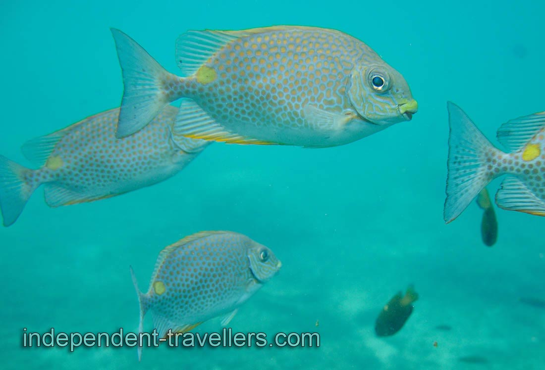 Golden rabbitfish can be recognised by the yellow blotch located dorsally in front of the caudal peduncle