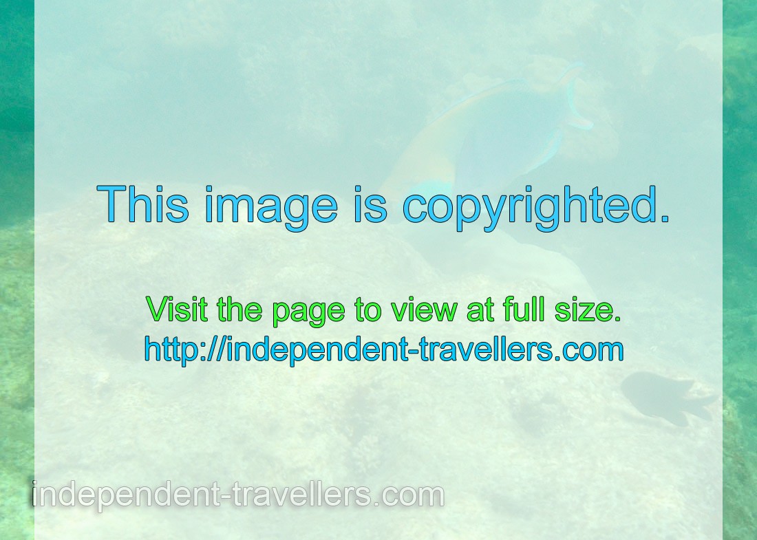 Greencheek parrotfish “Scarus prasiognathos”