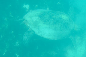 Hawksbill sea turtle “Eretmochelys imbricata”