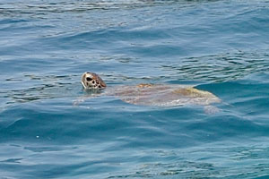 Green sea turtle “Chelonia mydas” raised her head above the water