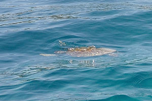 One can see the turtle shell of the green sea turtle “Chelonia mydas” on the water surface