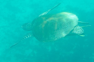Green sea turtle “Chelonia mydas”