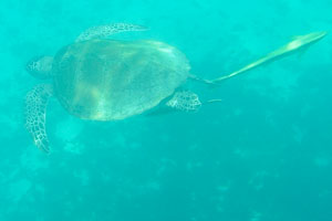 Green sea turtle “Chelonia mydas” is accompanied by the sharksuckers “Echeneis naucrates”