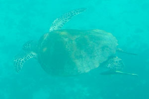 Green sea turtle “Chelonia mydas” swims with two Live sharksuckers “Echeneis naucrates”