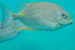 Golden rabbitfish can be recognised by the yellow blotch located dorsally in front of the caudal peduncle