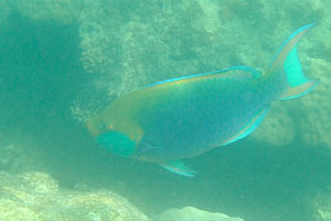 Greencheek parrotfish also called Dusky parrotfish, Green-throat parrotfish and Singapore parrotfish