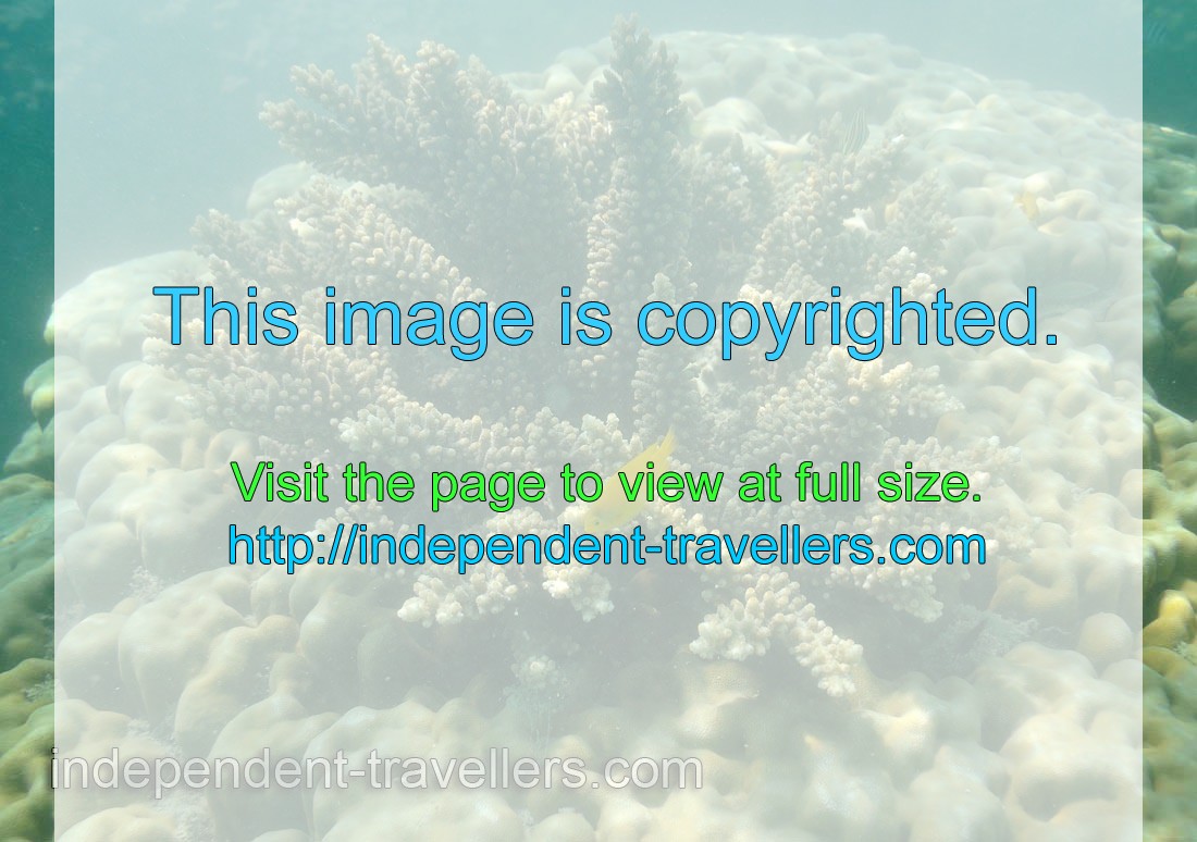 Acropora coral grows on the top of giant round coral