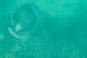 Titan triggerfish “Balistoides viridescens”