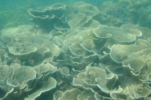 Cabbage Coral “Turbinaria reniformis”