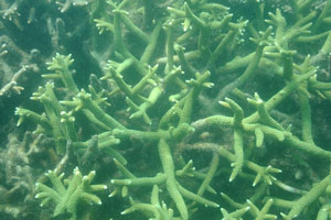 Staghorn corals grow in abundance here