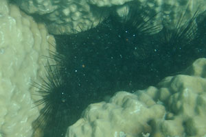 Sea urchins hiding between the corals