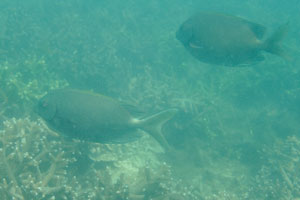 Two huge spotted rabbitfish