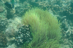 Magnificent sea anemone “Heteractis magnifica”