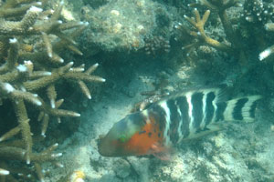 Red-breasted wrasse “Cheilinus fasciatus” has black and white stripes on the body