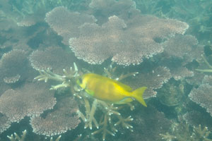 Yellow rabbitfish
