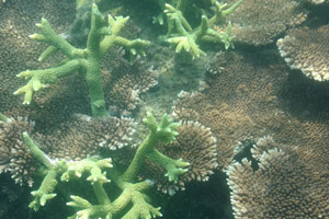 Sometimes corals are located very close to the surface of water so that you can easily damage them