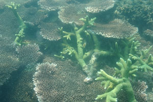 This sea coral was damaged by kicking, it is very easy to break coral by the foot while swimming