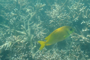Yellow rabbitfish likes to swim alongside me