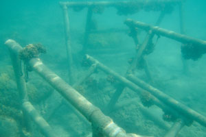 Metallic constructions have been placed on the bottom of the sea to cultivate the new corals