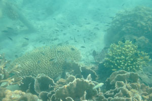 Different species of sea corals begin to grow in this place