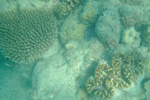 Giant clam “Tridacna gigas”