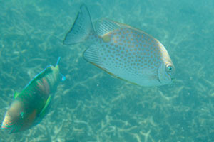 Spotted saltwater fish looks like an angelfish, but it is a rabbitfish “Siganus guttatus”