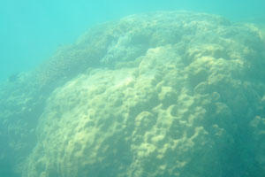 Giant round sea coral has the yellow-green color