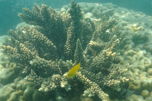Acropora coral grows on the top of giant round coral