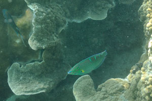 Emerald fish with yellow spot