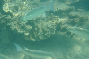 Bluespot mullet “Moolgarda seheli” with a fins high above the gills