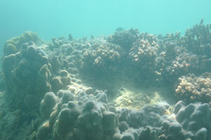 Coral reef with a big diversity of corals