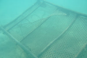 Metallic net for the cultivation of new corals