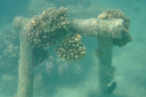 New corals begin to develop