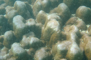 Sea coral has an opportunity to catch its prey due to the holes on the body