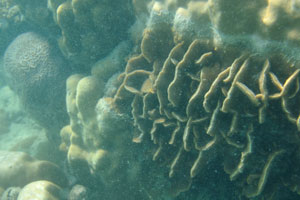 Corals grow in large colonies