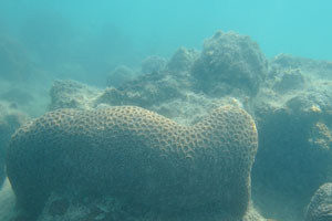 Brain coral “Favites sp.”
