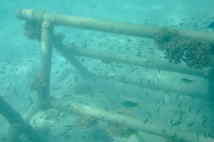 Juvenile fish swim around the metallic structure which used for the cultivation of corals