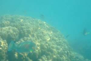 Parrotfish swims along the round coral colony